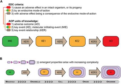 Endocrine Disruptors in a New Era of Predictive Toxicology and Dealing With the “More is Different” Challenge